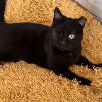 Domestic Short Hair Cats Available for Adoption - Iggy Aka Ignition Coil Of The Auto Parts Cats | PetCurious