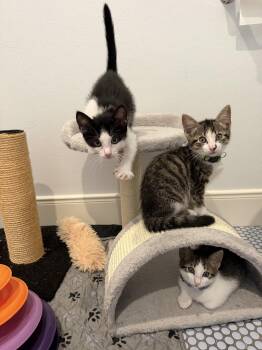 Rumi -  Domestic Short Hair Cat for Adoption in The Woodlands, Texas - Rumi | PetCurious
