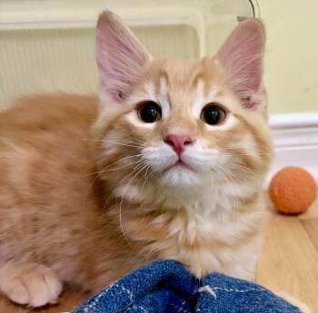 Tabby and Domestic Short Hair Cats Available for Adoption in Vaughan, Ontario - Big Red | PetCurious