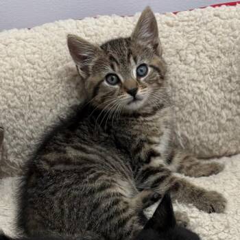 Domestic Short Hair Cats Available for Adoption in Potomac, Maryland - Fage | PetCurious