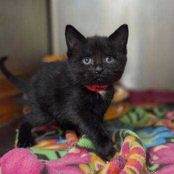 Domestic Short Hair Cats Available for Adoption in Westland, Michigan - Inky | PetCurious