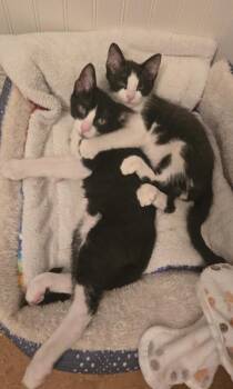 Cat BONDED with Kitty -  Tuxedo Cat for Adoption in Anthem, Arizona - Cat BONDED With Kitty | PetCurious