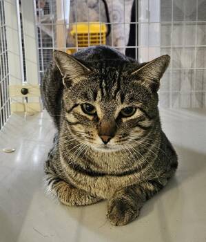 Stud Muffin -  Domestic Short Hair Cat for Adoption in Claremont, New Hampshire - Stud Muffin | PetCurious