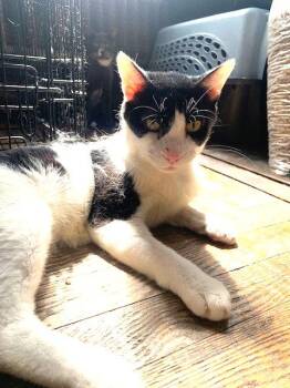 Rescue Domestic Short Hair Cats for Adoption in New York, New York - Ollie | PetCurious