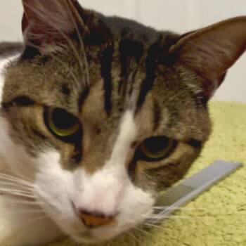 Domestic Short Hair Cats Available for Adoption - Henry | PetCurious