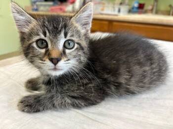 Lance -  Domestic Medium Hair Cat for Adoption in Warren, Pennsylvania - Lance | PetCurious