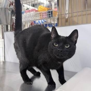 Domestic Short Hair Cats Available for Adoption in New York, New York - Coco | PetCurious