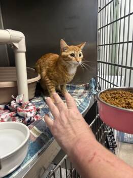 Domestic Medium Hair Cats Available for Adoption in New Cumberland, West Virginia - Cheeto | PetCurious