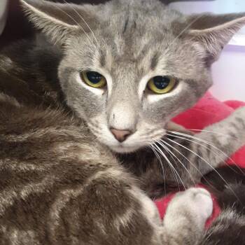 Domestic Short Hair Cats Available for Adoption in Spokane, Washington - Vigilante | PetCurious