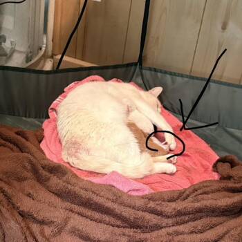 Fiamma -  Siamese and Domestic Short Hair Cat for Adoption in Eureka Springs, Arkansas - Fiamma | PetCurious