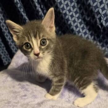 Rescue Domestic Short Hair Cats for Adoption in Jacksonville, Oregon - Kenickie Murdoch | PetCurious