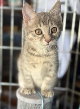 July -  Domestic Short Hair Cat for Adoption in Lafayette, Colorado - July | PetCurious