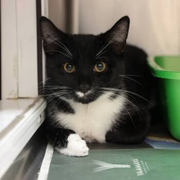 Rescue Domestic Short Hair Cats for Adoption in Goleta, California - Genie | PetCurious