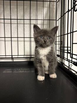 Possum -  Domestic Short Hair Cat for Adoption in Metter, Georgia - Possum | PetCurious