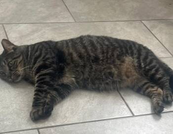 Rescue Domestic Short Hair Cats for Adoption in Philadelphia, Pennsylvania - Izzy Lizzy | PetCurious