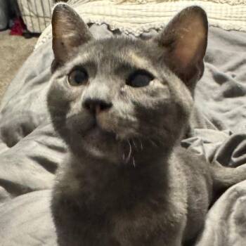 Gwen -  Domestic Short Hair Cat for Adoption in Houston, Texas - Gwen | PetCurious