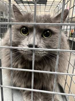 MUSHY -  Domestic Short Hair Cat for Adoption in Las Vegas, Nevada - MUSHY | PetCurious