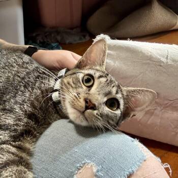 Rescue Tabby Cats for Adoption in Albany, New York - Mac | PetCurious