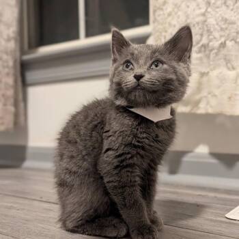 Domestic Short Hair Cats Available for Adoption in Fredericksburg, Virginia - Protector Of The Realm | PetCurious