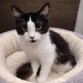 Domestic Short Hair Cats Available for Adoption - Sasha | PetCurious