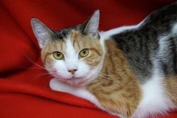 Rainbow Sherbert -  Domestic Short Hair Cat Available for Adoption in Fountain Hills, Arizona - Rainbow Sherbert | PetCurious