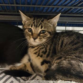 Butter -  Domestic Short Hair Cat for Adoption in Hampton Bays, New York - Butter | PetCurious