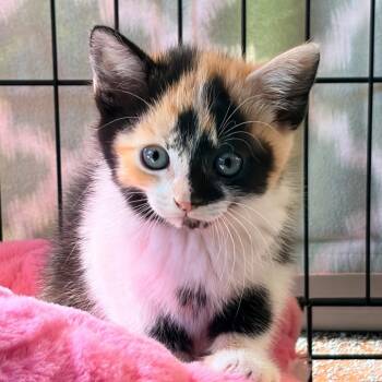 Cecilia -  Domestic Short Hair Cat Available for Adoption in Aldie, Virginia - Cecilia | PetCurious