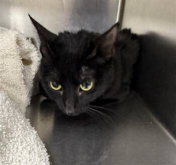 Domestic Short Hair Cats Available for Adoption - VELVET | PetCurious