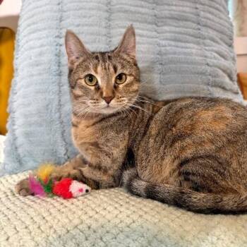 Candy -  Torbie and Domestic Short Hair Cat for Adoption in Friendswood, Texas - Candy | PetCurious