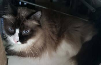 Mouse -  Domestic Short Hair Cat for Adoption in St. Cloud, Minnesota - Mouse | PetCurious