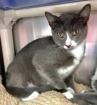 Rescue Domestic Short Hair Cats for Adoption in Annapolis, Maryland - Jack | PetCurious