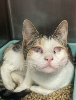 Rescue Domestic Short Hair Cats for Adoption in San Antonio, Texas - Jelly Bean | PetCurious