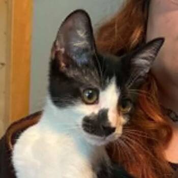 Felix -  Domestic Short Hair Cat for Adoption in Tehachapi, California - Felix | PetCurious
