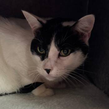 Sosuke -  Domestic Short Hair Cat for Adoption in Salt Lake City, Utah - Sosuke | PetCurious