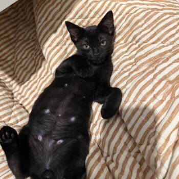 Banana boat -  Domestic Short Hair Cat for Adoption - Banana Boat | PetCurious