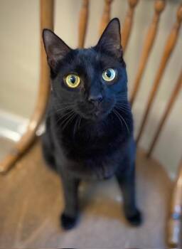 Chocolate -  Domestic Short Hair Cat for Adoption in Duxbury, Massachusetts - Chocolate | PetCurious