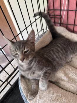 Titan -  Domestic Long Hair Cat for Adoption in Camp Hill, Pennsylvania - Titan | PetCurious