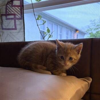 Coors -  Domestic Short Hair Cat for Adoption in Binghamton, New York - Coors | PetCurious