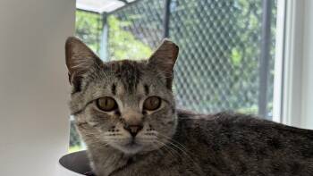 Rescue Domestic Short Hair Cats for Adoption in Sultan, Washington - Viper | PetCurious