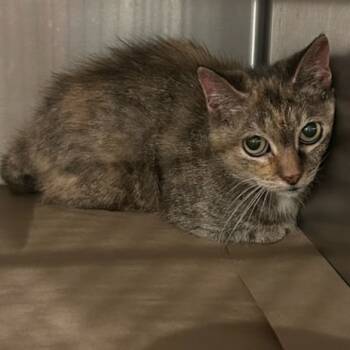 Rescue Domestic Short Hair Cats for Adoption in Carlyle, Illinois - Little Bit (Fishy) | PetCurious