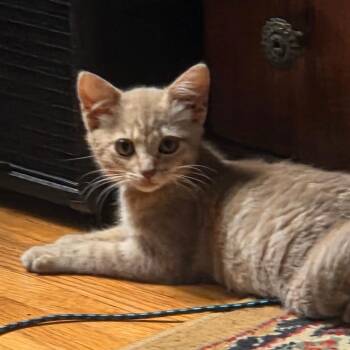 Cake -  Domestic Short Hair Cat for Adoption in Lakewood, California - Cake | PetCurious