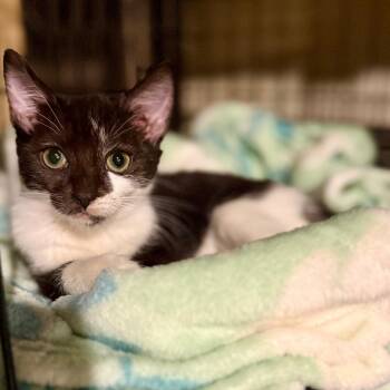 Pearl -  Domestic Short Hair Cat for Adoption in Jarrettsville, Maryland - Pearl | PetCurious