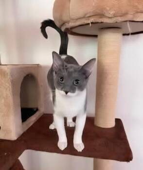 Domestic Short Hair Cats Available for Adoption in Vancouver, Washington - Pistachio | PetCurious