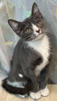 Silver -  Domestic Short Hair Cat for Adoption in Shreveport, Louisiana - Silver | PetCurious