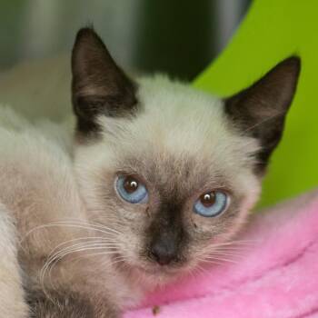 Vanilla Bean -  Domestic Short Hair Cat for Adoption in Middletown, Rhode Island - Vanilla Bean | PetCurious