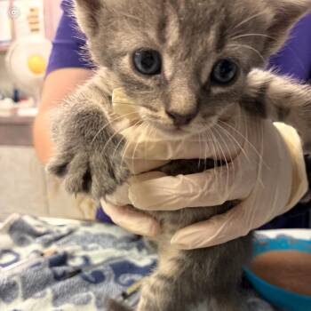 Corny -  Domestic Short Hair Cat for Adoption in Newark, New Jersey - Corny | PetCurious
