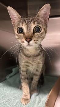 Nefertiti -  Domestic Short Hair Cat for Adoption in New Albany, Indiana - Nefertiti | PetCurious