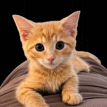 September -  Domestic Short Hair Cat for Adoption in Pleasanton, California - September | PetCurious
