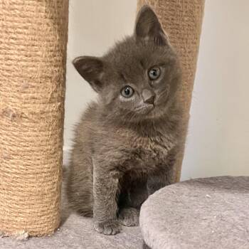 Nugget -  Domestic Short Hair Cat for Adoption in Ottawa, Ontario - Nugget | PetCurious