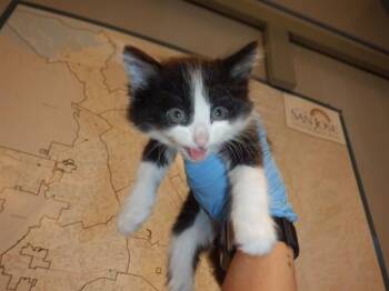 LECHON -  Domestic Short Hair Cat for Adoption in San Jose, California - LECHON | PetCurious